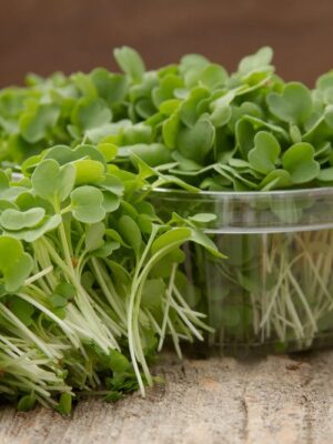Rocket (Arugula) Microgreens