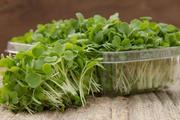 Rocket (Arugula) Microgreens