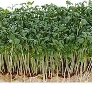 Flax Microgreens