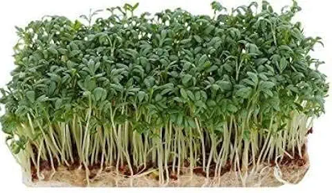 Flax Microgreens