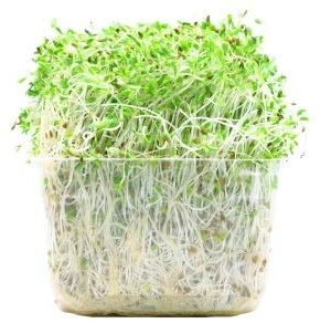 Pok Choy (Bok Choy) Microgreens