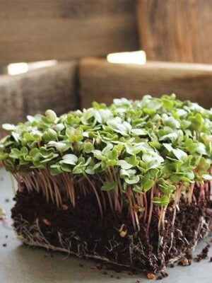 Radish China Rose Microgreens