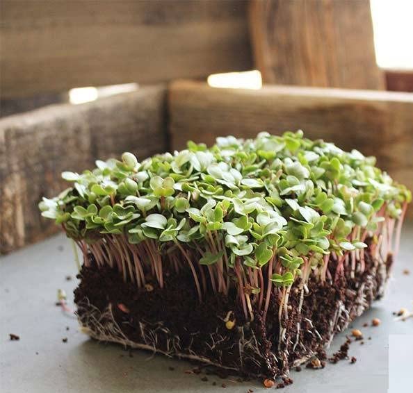 Radish China Rose Microgreens