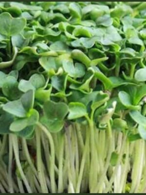 Radish White Microgreens