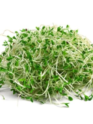 Alfa Alfa microgreens