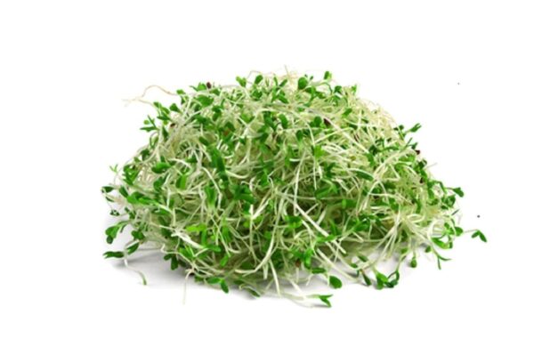 Alfa Alfa microgreens