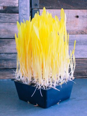 corn microgreens
