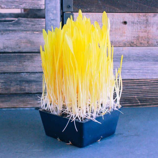 corn microgreens