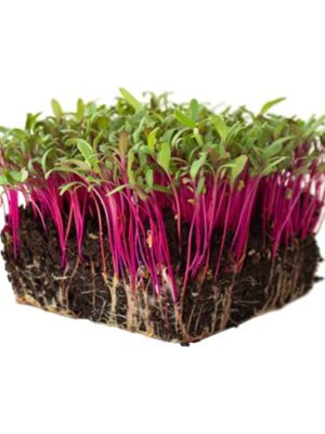 Beetroot Microgreens