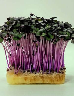 Red Cabbage Microgreens