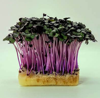 Red Cabbage Microgreens
