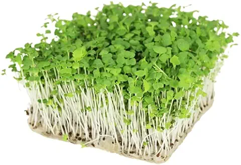 mustard microgreen