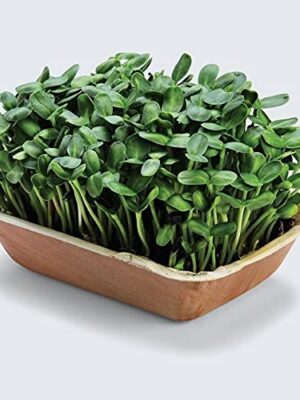 Sunflower Microgreens