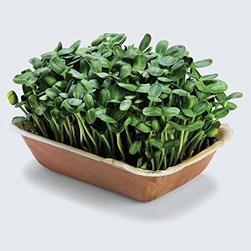 Version 1.0.0 Sunflower Microgreens