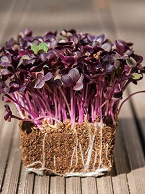 Radish Purple Sango Microgreens