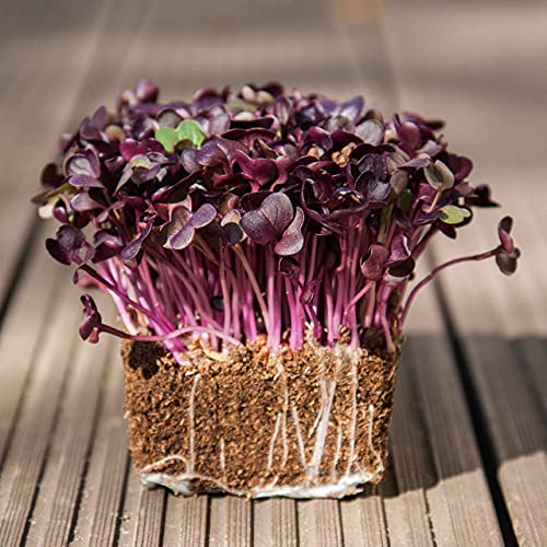 Amaranth microgreens