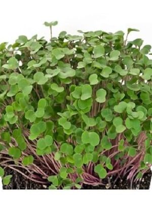 Kale Microgreens