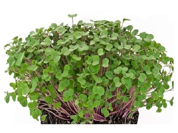 Kale Microgreens