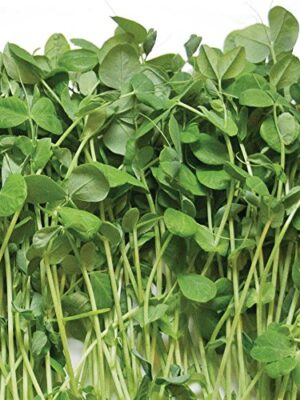 Pea Shoots Microgreens