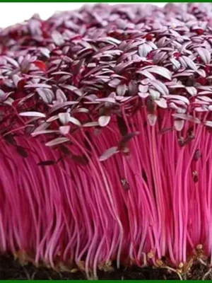 Amaranth Microgreens