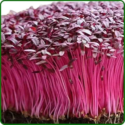 Amaranth Microgreens