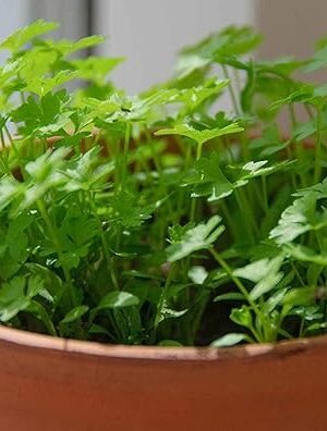 Cilantro Microgreens