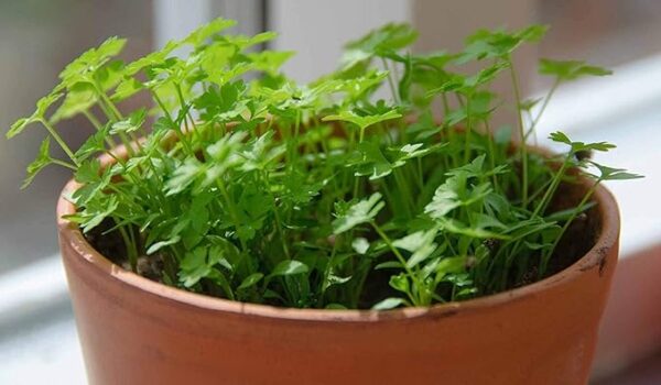 Cilantro Microgreens