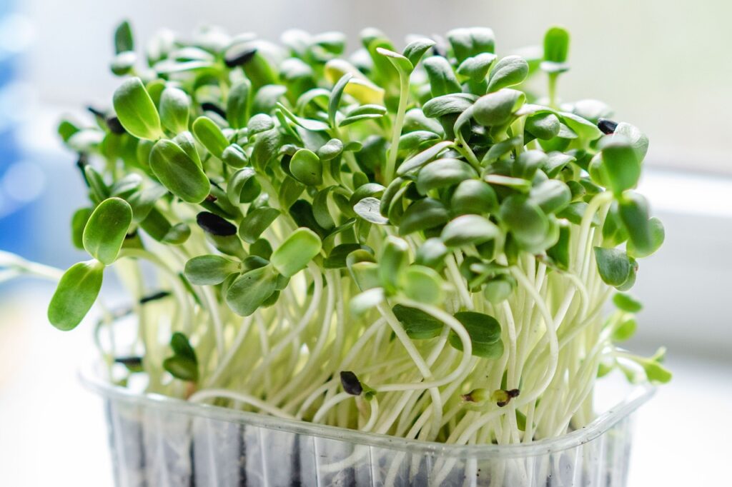 microgreen, sprouts, nature, plants, vegetables, botany