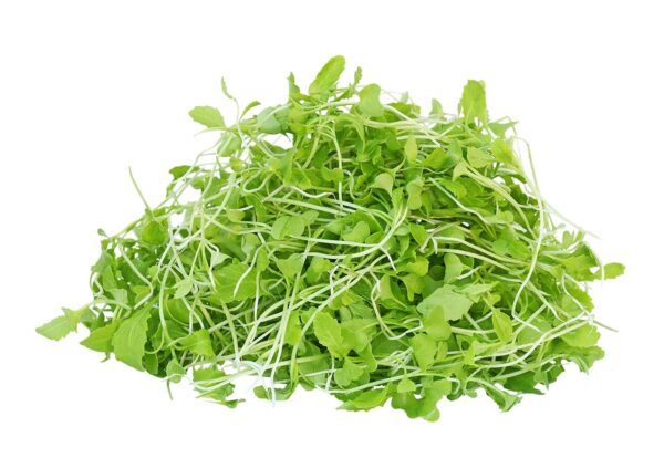 Fenugreek Microgreens
