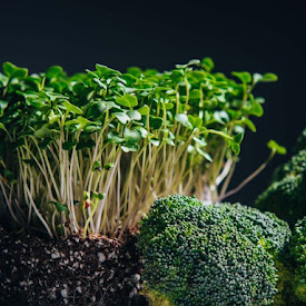 Broccoli Microgreens