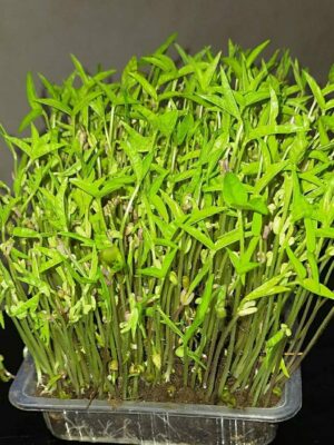 moong microgreens