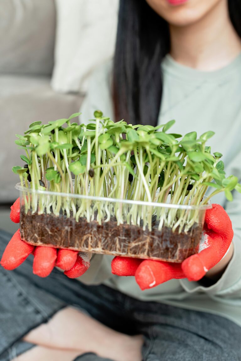 A woman holds a container of fresh green microgreens, showcasing healthy and organic gardening.